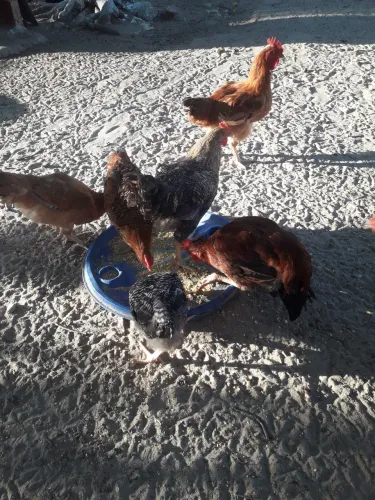 16 frango 5 franga