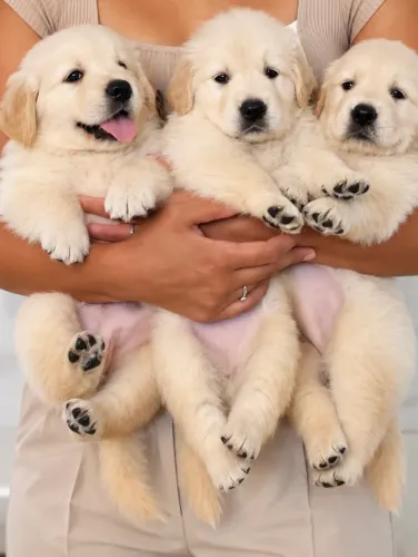 FILHOTES DE GOLDEN ALTO PADRÃO PEDIGREE 