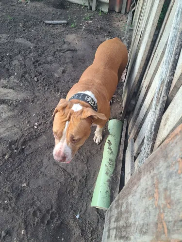Pit monster pra crusar 