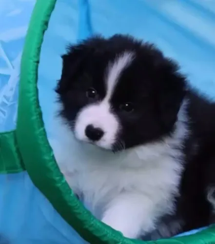 Filhotes de Border Collie | Uma amizade cheia de momentos especiais!
