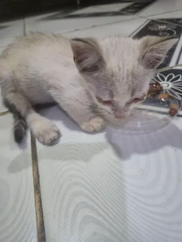 Gato filhote para adoção