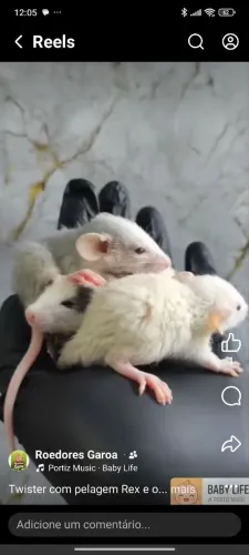Ratos Twister disponível para pet