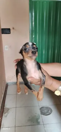 Pinscher miniatura exótico 