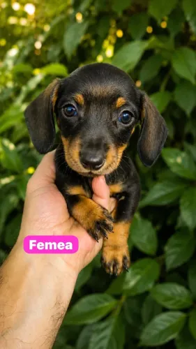 Filhotes de Dachshund Disponíveis