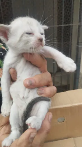 Filhotes de gato com 18 dias para adoção responsável 