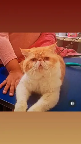 Gato Persa