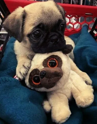 Pug Filhote que não cresce muito disponível hoje