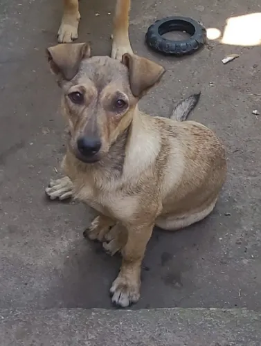 Cão de guarda , estou doando.