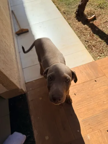 Doação Cachorrinho