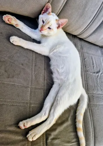 Gato macho 6 meses