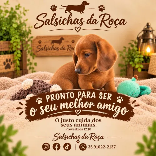 Dachshund filhotes de cachorro salsicha 