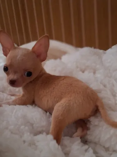 Chihuahua