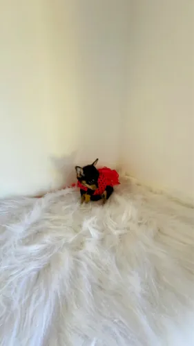PINSCHER MINIATURAS