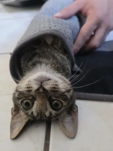 Gatinho para adoção