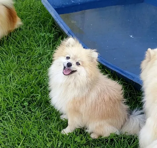 Lulu da pomeranea
