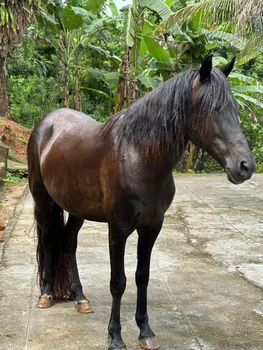 Cavalo Mangalarga Marchador