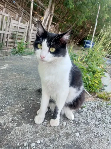 Pet