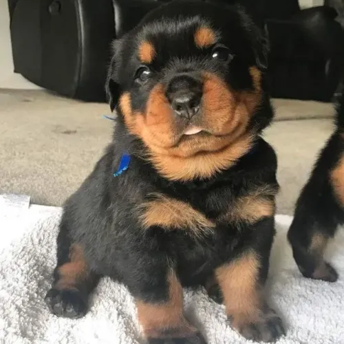 Amáveis filhotes de Rottweiler 