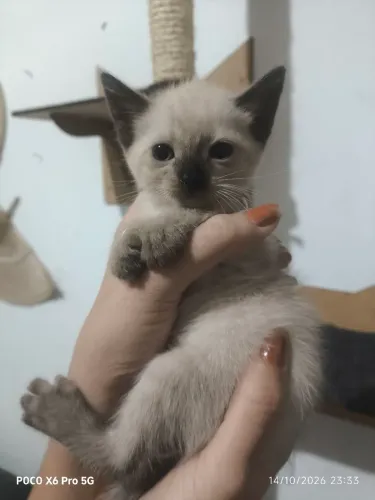 Gato para adoção