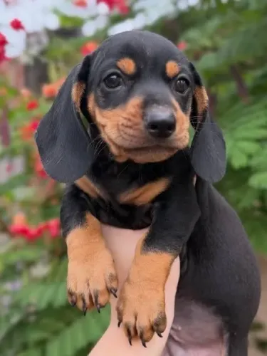 Uma linda princesa filhote de Daschound fêmea