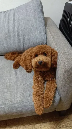 TOY POODLE RED DISPONÍVEL PARA COBERTURA (Reprodução)