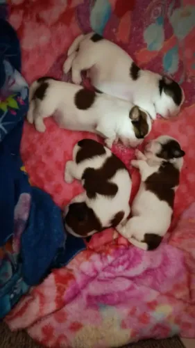 Filhotes Shih tzu