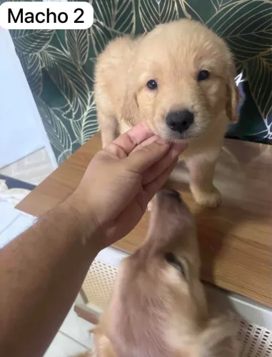 Filhote Golden RETRIEVER