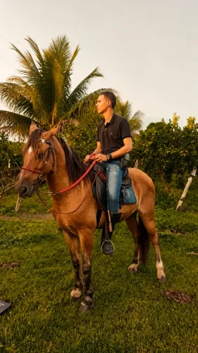 Vendo cavalo marcha picada manso