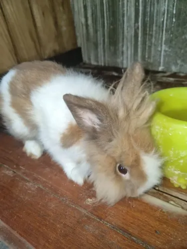 Coelho macho muito fofo e carinhoso