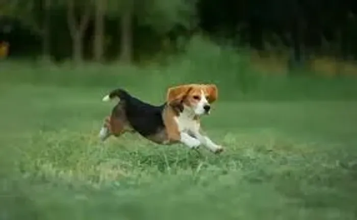 Beagle Não me perdi, só encontrei outra aventura.