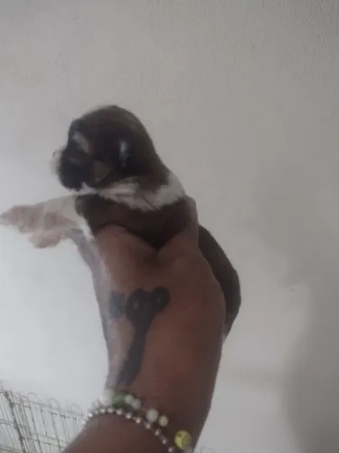 Macho Shih tzu