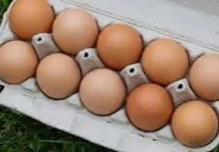 12 ovos galado galinha Gsb