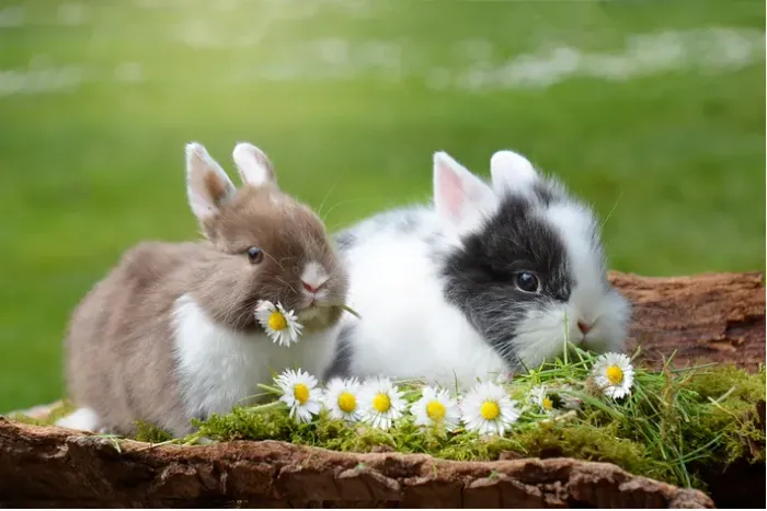 Mini coelho Netherland Dwarf