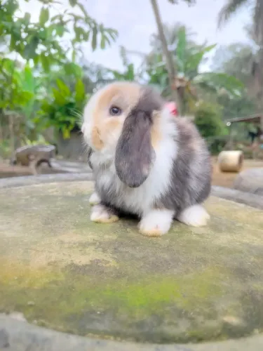 Mini lop macho olhos azuis