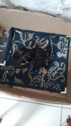 Filhote de pinscher n1 fêmea e macho 450 cada