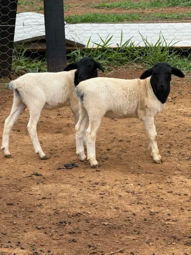 Ovelhas e carneiros Dorper (animais puros) 