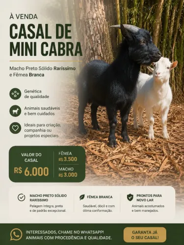 Casal Mini cabra cor rara
