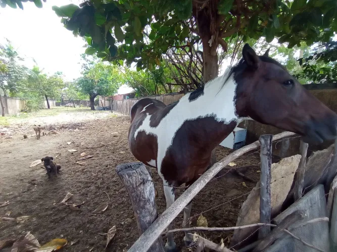Vendo Egua Paint Horse