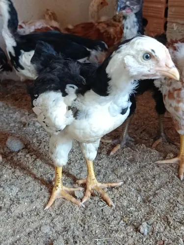 Pintinhos GSB Galinha Sertanejo Balão