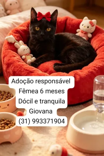 Gatinha para adoção responsável 