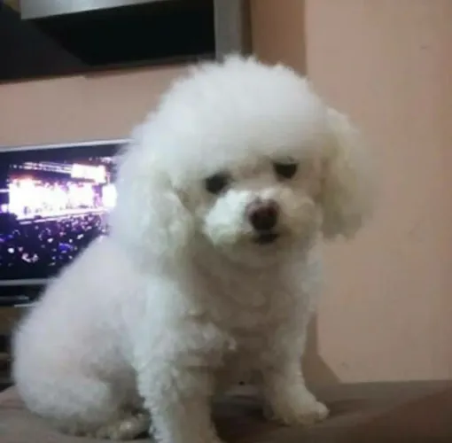 Poodle fêmea branca jovem 