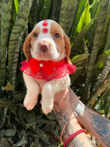 Beagle Filhotes