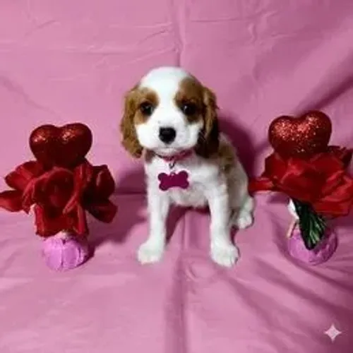Cavalier King Charles Spaniel,Cavalier King Charles Spaniel Filhote Estrutura Perfeita Dis