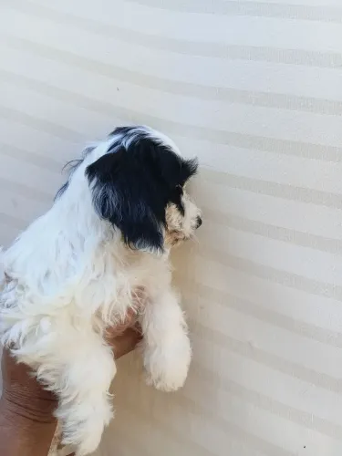 Cocker Spaniel Inglês  com Lhasa Apso  
