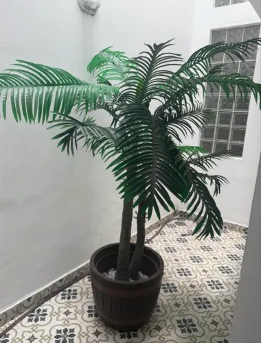 Planta decorativa com caqueira