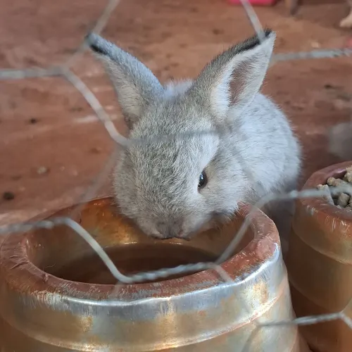 Coelhos