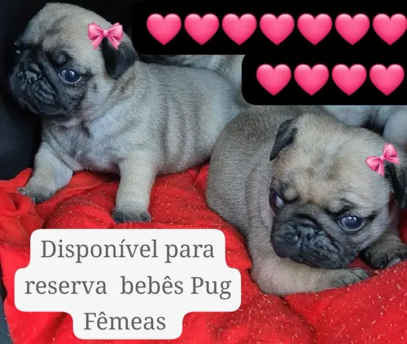 Fêmeas Pug disponível 