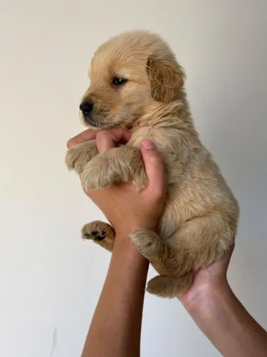 Filhote de golden retriever CBKC