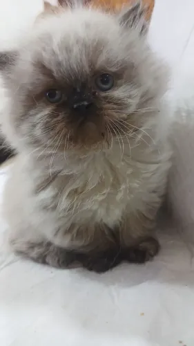Lindo filhote de gato persa macho olho azul puro.Parcelo.Entrego Joinville, Camboriú, Flor