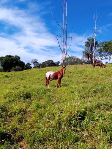 Vendo Potro cavalo Appaloosa